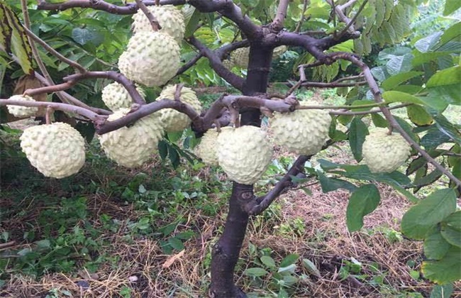 释迦果树种植办法