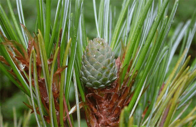 松子的种植办法