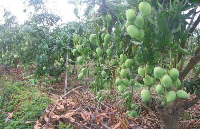 芒果种植的注意些什么