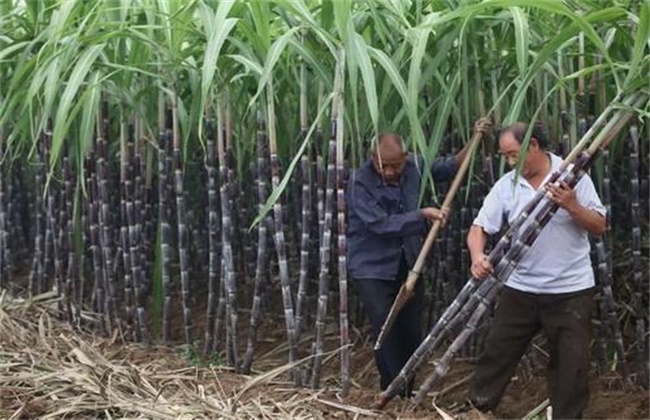 甘蔗采收注意些什么