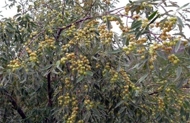 沙枣树种植技术