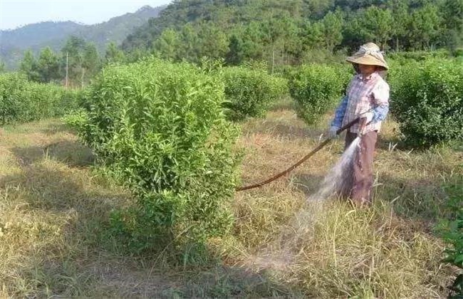 板栗的高产施肥技术