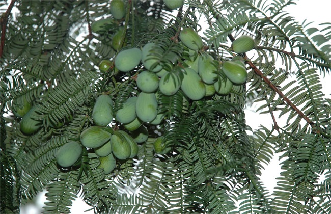 香榧种植的注意些什么