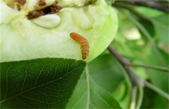 苹果经常遇见病虫害防治办法