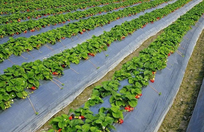 大棚草莓的种植技巧