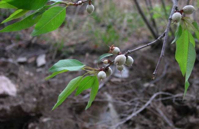 山桃种子价钱及种植办法