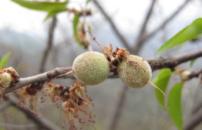 山桃种子价钱及种植办法