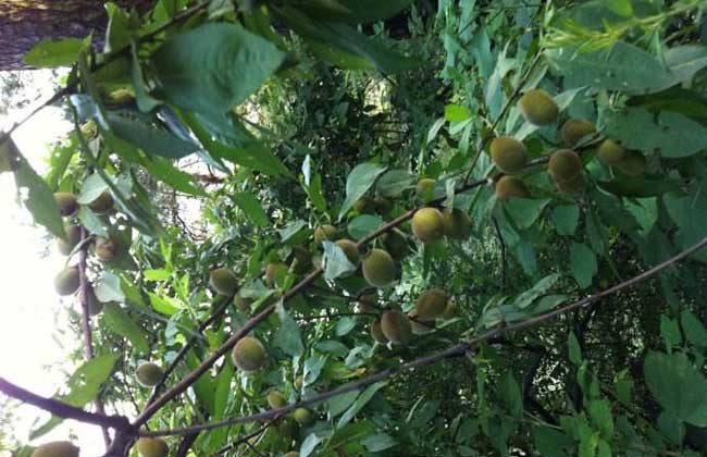 山桃种子价钱及种植办法