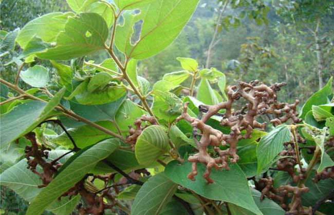 拐枣种子价钱及种植办法