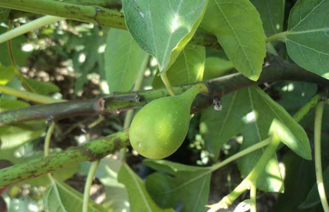 无花果苗价钱及种植办法