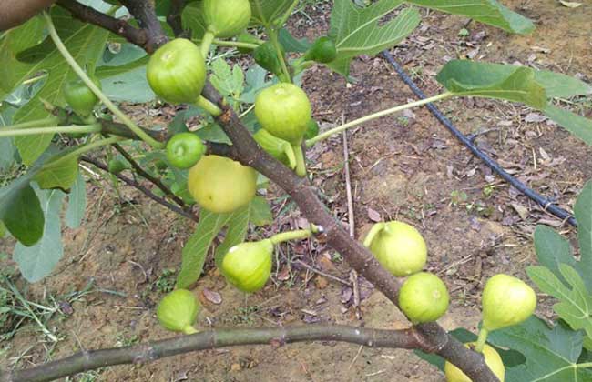 无花果苗价钱及种植办法