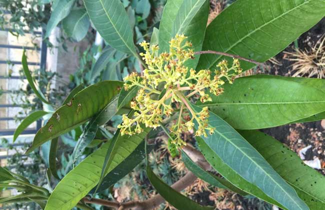 芒果盆栽种植办法