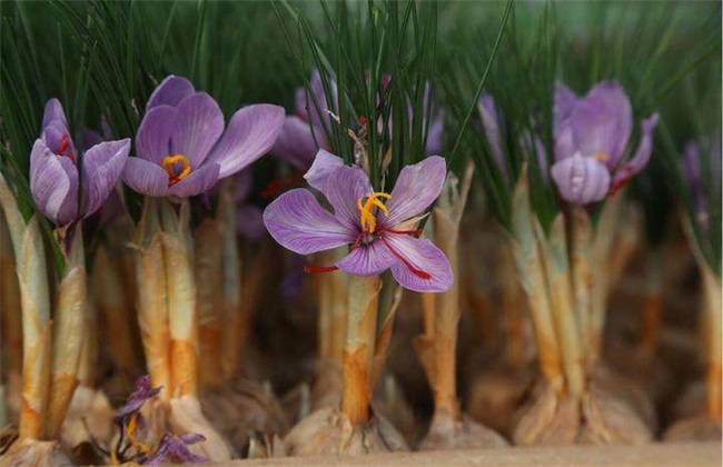 藏红花种植的注意些什么