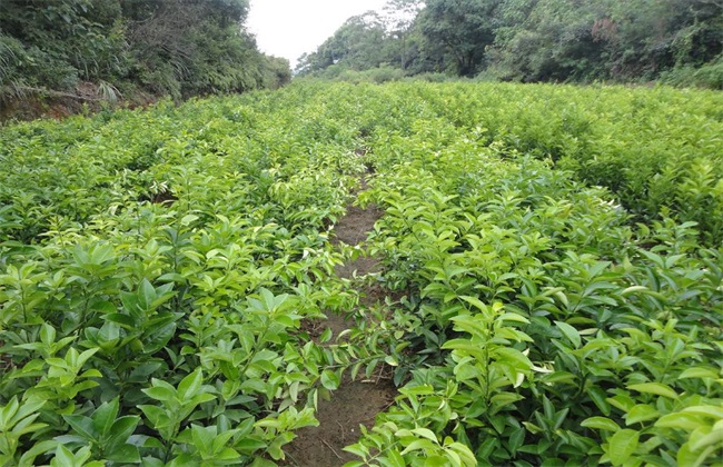 吴茱萸繁殖办法