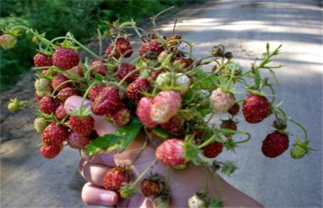 野草莓种植该怎么管理