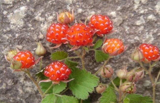 野草莓种植该怎么管理