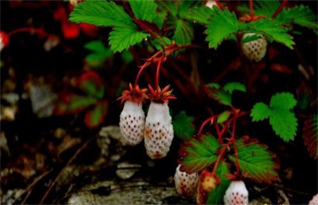 野草莓种植该怎么管理