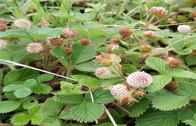 野草莓该怎么种