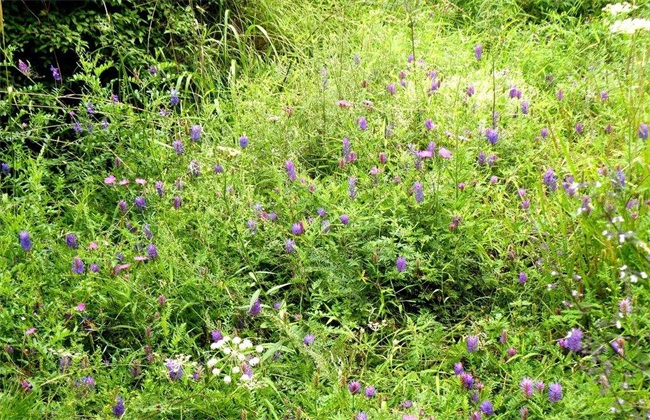 苜蓿种植管理技术方法技巧