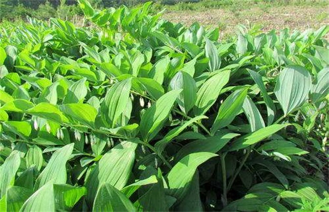 种植玉竹怎么管理