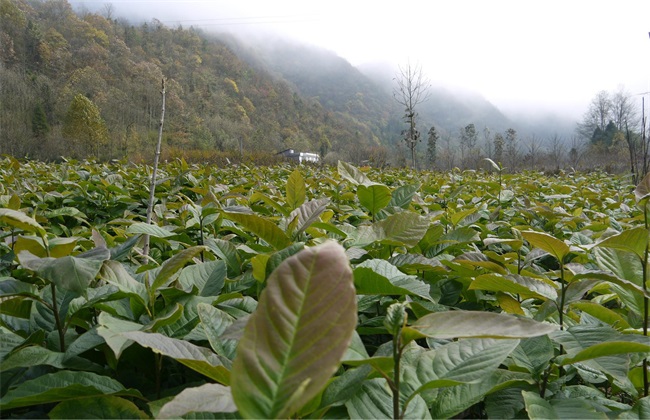 辛夷种植的注意些什么