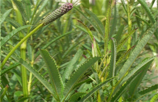 地榆种植的注意些什么