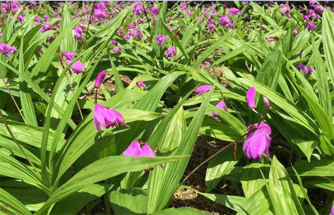 白芨种植条件