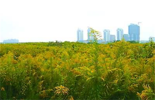 一枝黄花的种植技术