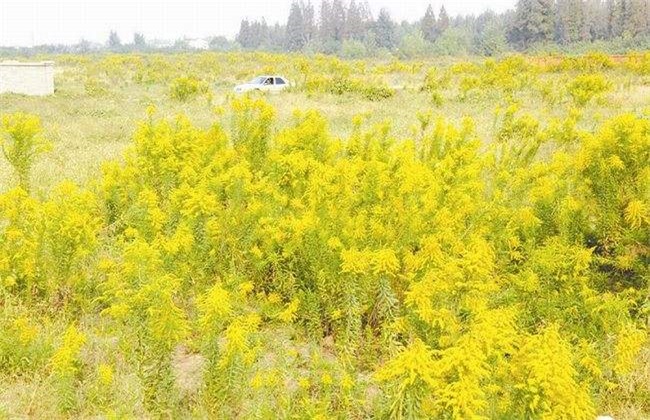 一枝黄花的种植技术