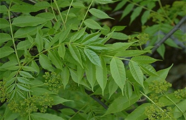 川楝子的种植办法