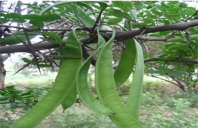 皂角种植的注意些什么