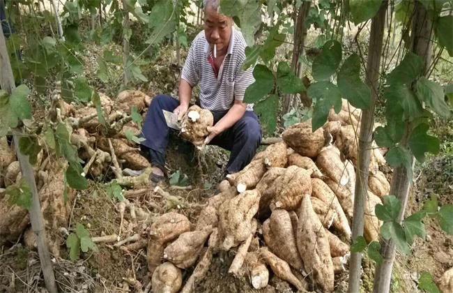 葛根的种植技术