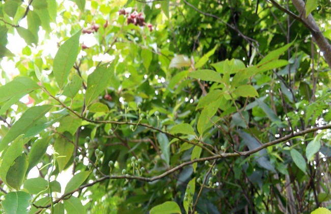 山苍子人工种植生产加工技术