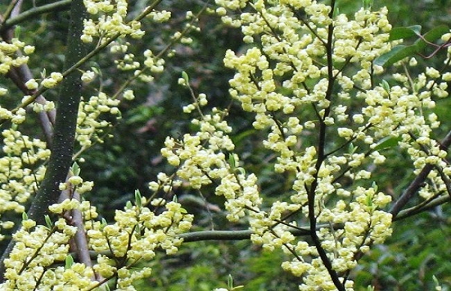 山苍子人工种植生产加工技术