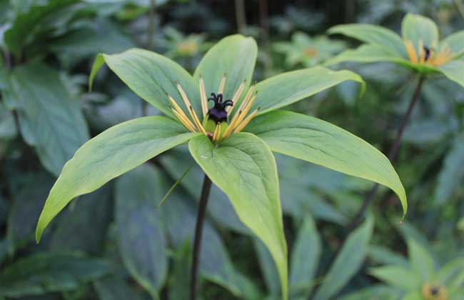 重楼种子价钱及种植办法