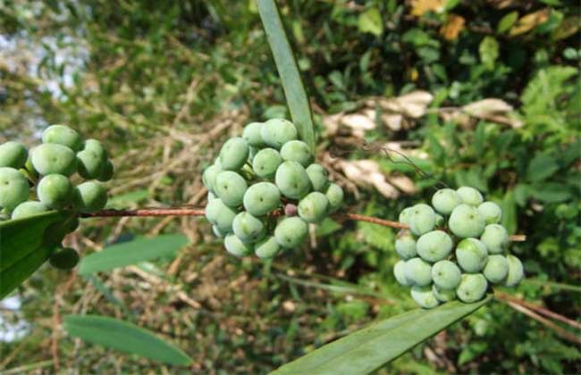 土茯苓种子价钱及种植办法