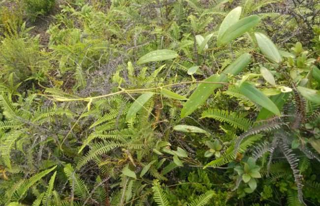 土茯苓种子价钱及种植办法