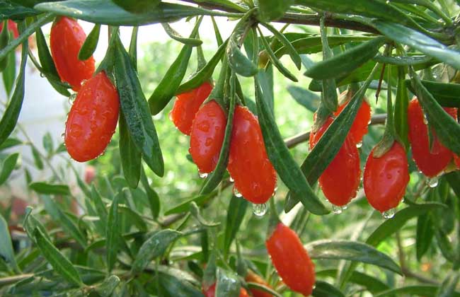 枸杞种子价钱及种植办法