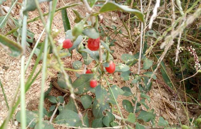 枸杞种子价钱及种植办法