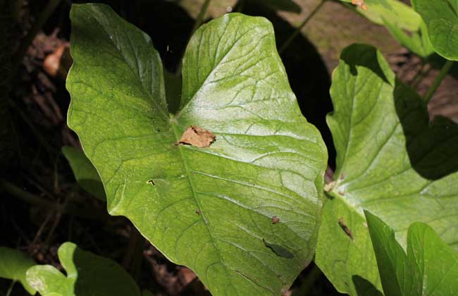 独角莲种子价钱及种植办法