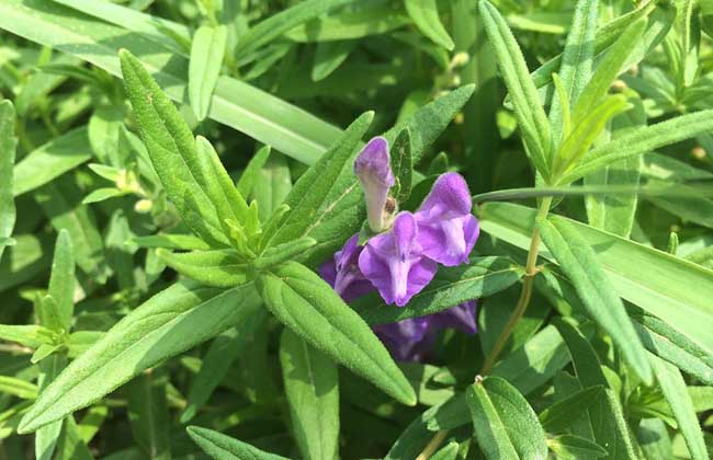 黄芩种子价钱及种植办法