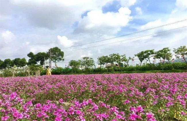 长春花的施肥办法