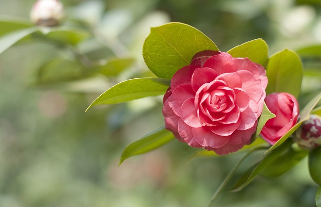 茶花叶子发黄解决办法