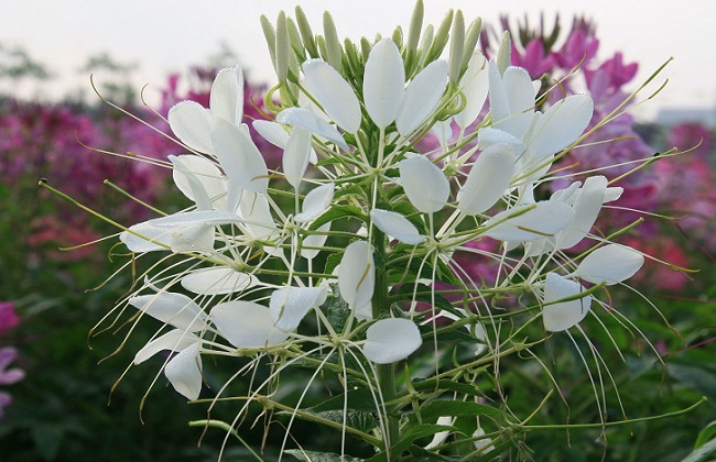 醉蝶花的花语是啥