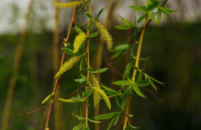 柳树什么时候发芽？