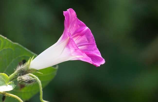 盆栽牵牛花怎么养？