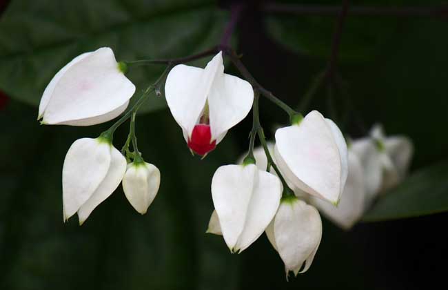 龙吐珠花怎么养才好？