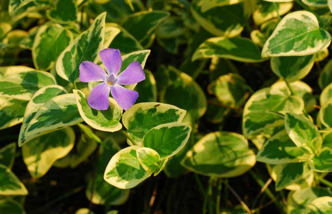 花叶蔓长春的养殖办法