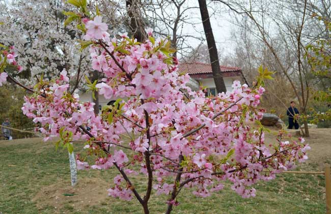 樱花树长什么样子？