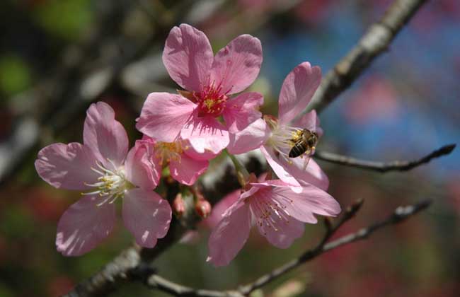 樱花树掉叶子解决办法？